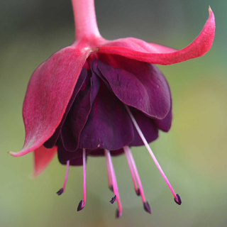 Rohees Queen Fuchsie  455
