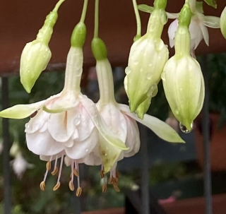 Köhler,s Schneeweischen Fuchsie 937