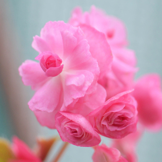 Begonia Sempransflor (Begonie) růžová - 194