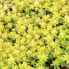 Rozchodník - Sedum acre Aurea