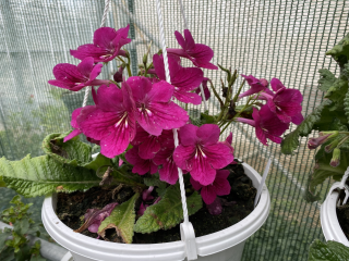 Streptocarpus - Tořivka vínová - 027V