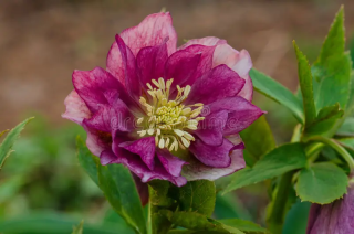 Čemeřice- Helleborus Double Ellen Flash