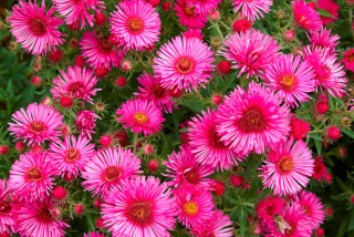 Aster novi belgii -růžová 3101 R
