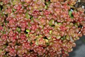 Sedum oreganum- rozchodník
