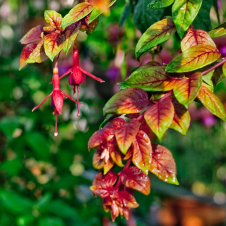 Autumnale Fuchsie 595