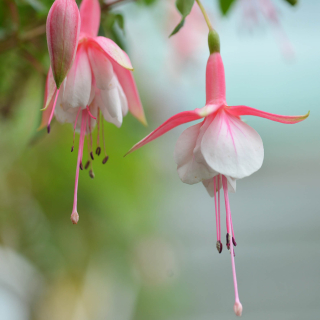 Patio Princess Fuchsie (Sinton  GB  1988)  250