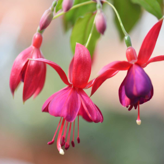 Lavaglut (Fuchsie) 636