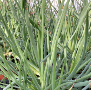 Bulbine frutescen (Bulbina) - 167L