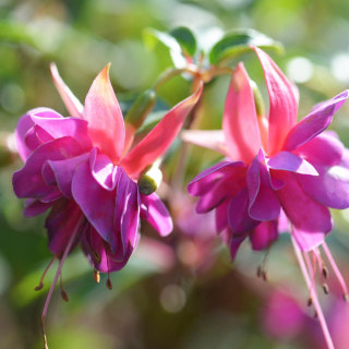 Hazel Fuchsie 884