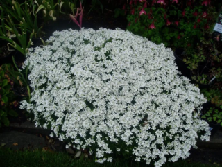 Arabis caucasica Little Treasure White- Huseník kavkazský
