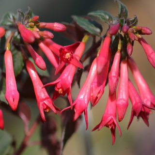 Styria Fuchsie 381
