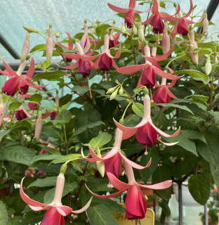 De Groot's Morgenrood Fuchsie 558