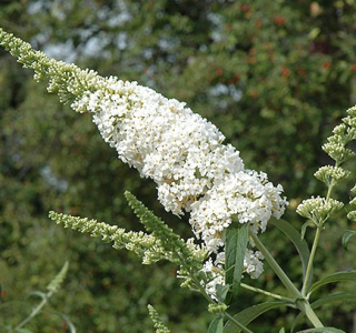 Buddleja Dav. White Profusion - 1008