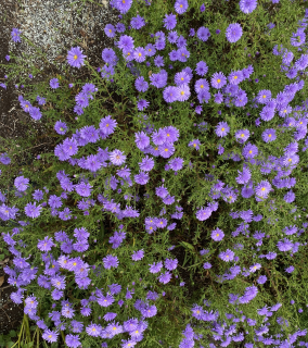 Aster novi-belgii-purpurová 3101