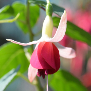 Andrew Fuchsie 333