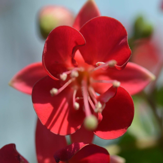 Nettala Fuchsie 277