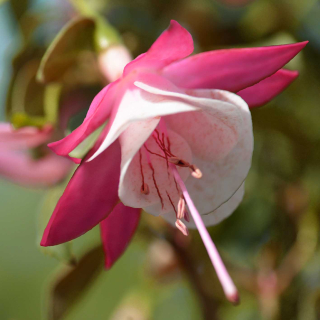 Edna W. Smith Fuchsie 582