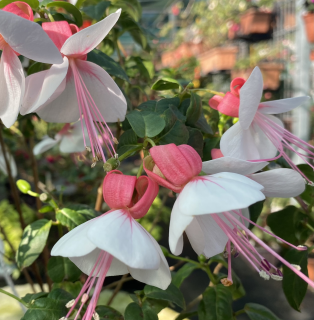 Libelle Fuchsie 349