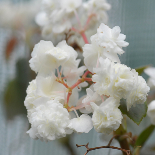 Begonia Sempransflor (Begonie - voskovka)-bílá - 192