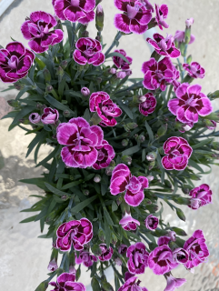 Hvozdík skalkový Dianthus delt. 3086