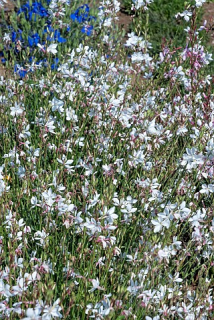 Gaura lindh. Emmeline White-svíčkovec 31043104 bílý