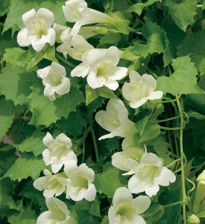 Asarina (Lofos) - 026 B