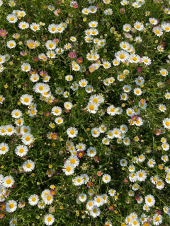 Erigeron karvinskianus- Turan  3063