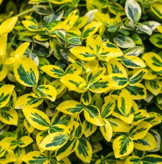 Brslen (Euonymus Fort. Merald Gold) - 1032
