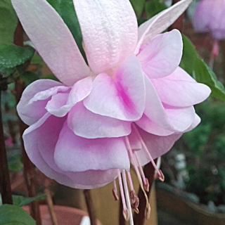 Frederique Vollebreg Fuchsie 998