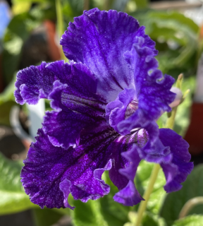 Streptocarpus - Tořivka, modrá s krajkovým lemem - 027M