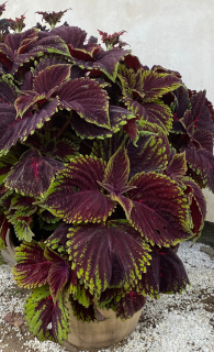Africká kopřiva - Coleus Kong Scarlet - 154 Y