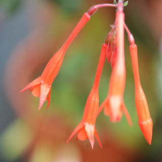 Gliters Fuchsie 1005 F