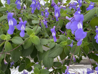 Streptocarpus - saxorum Tořivka převislá - 027S