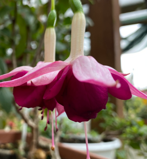 Fuchsie Delta s symphonie   637