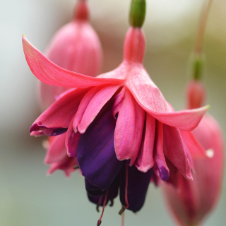 Rocket Fire Fuchsie 291