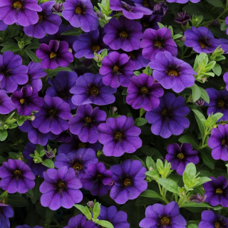 Million bells- tmavo modrý, jednoduchý - 072C