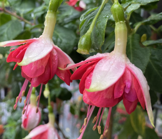 Mien Boer Fuchsie 959