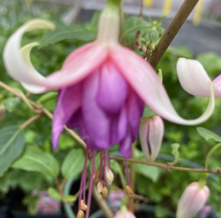 Dulce Elizabeth Fuchsie 848