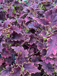 Africká kopřiva-Coleus Tm. bordo - 154 J