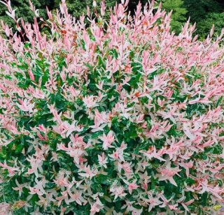 Salix interga Hakuro-nishiki- vrba celolistá - 1067