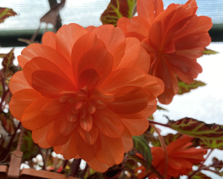 Begónie – Belina – Coral - 199 K