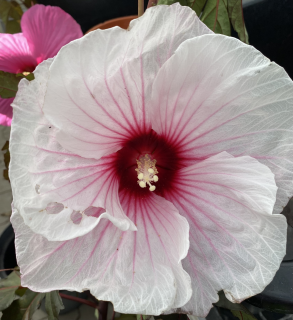 Ibišek bahenní-Hibiscus x moscheutos- bílý - Luna white - 1039B