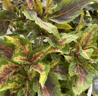 Coleus- Africká kopřiva Copa camba - 154 Z
