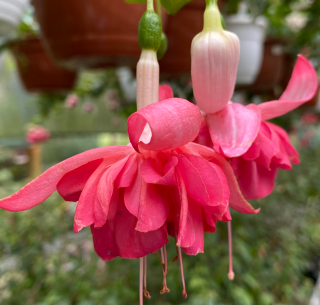 Applause Fuchsie 1018 F