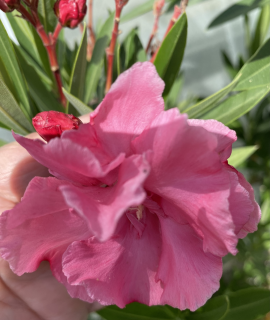 Oleandr růžový-Nerium  Double Pink plnokvětý - 176