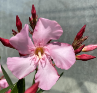 Oleandr růžový, jednoduchý, Nerium - Mrs. Swanson 176A