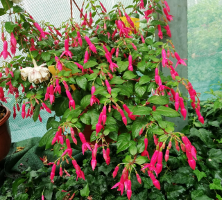 Leverkusen Fuchsie 362