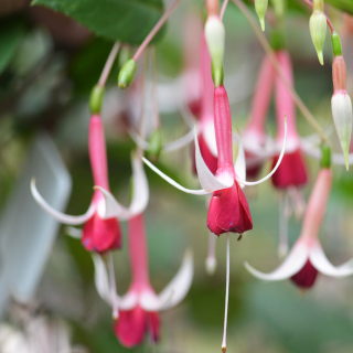 Checkerboard Fuchsie (Walker-Jones USA 1948) 266