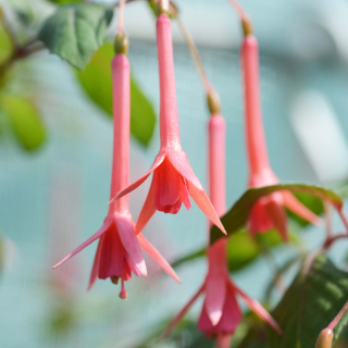 Elfride Ott Fuchsie 330