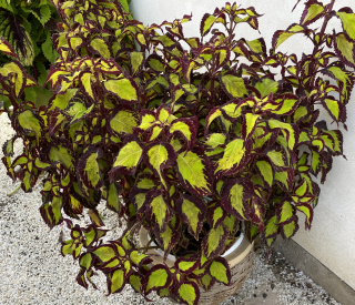 Coleus- Africká kopřiva-Copa Saturn - 154 G